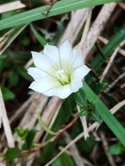Chondrophylla
