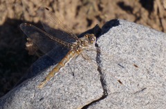 Sympetrum corruptum