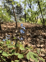 Corydalis caudata