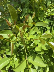 Erythrina crista-galli