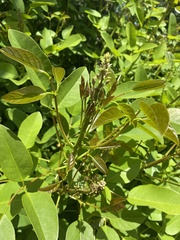Erythrina crista-galli