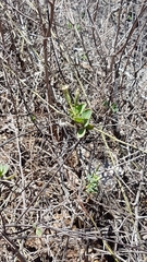 Porophyllum punctatum