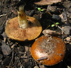 Pholiota highlandensis
