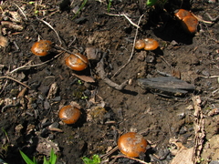 Pholiota highlandensis