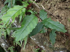 Itea