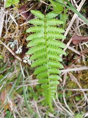Athyrium oppositipennum