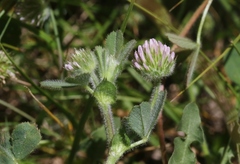 Trifolium microcephalum