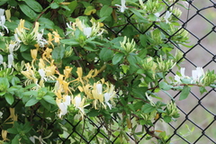 Lonicera japonica