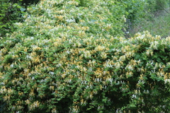 Lonicera japonica