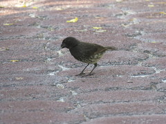 Platyspiza crassirostris
