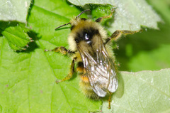 Bombus bifarius