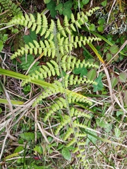 Dryopteris peranema
