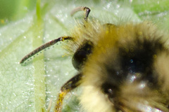 Bombus bifarius