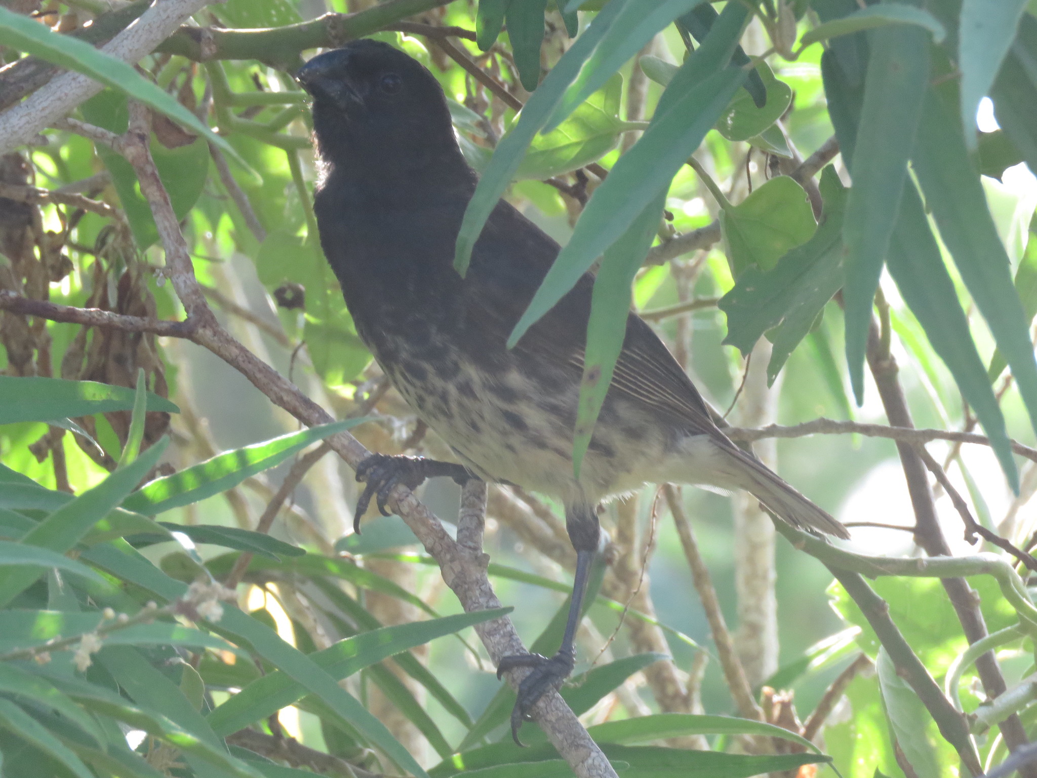 Vegetarian Finch (Platyspiza crassirostris), photo 2
