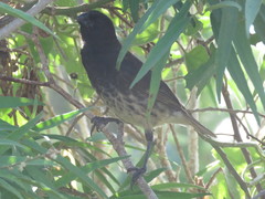 Platyspiza crassirostris