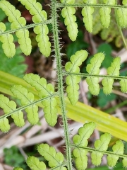 Dryopteris peranema