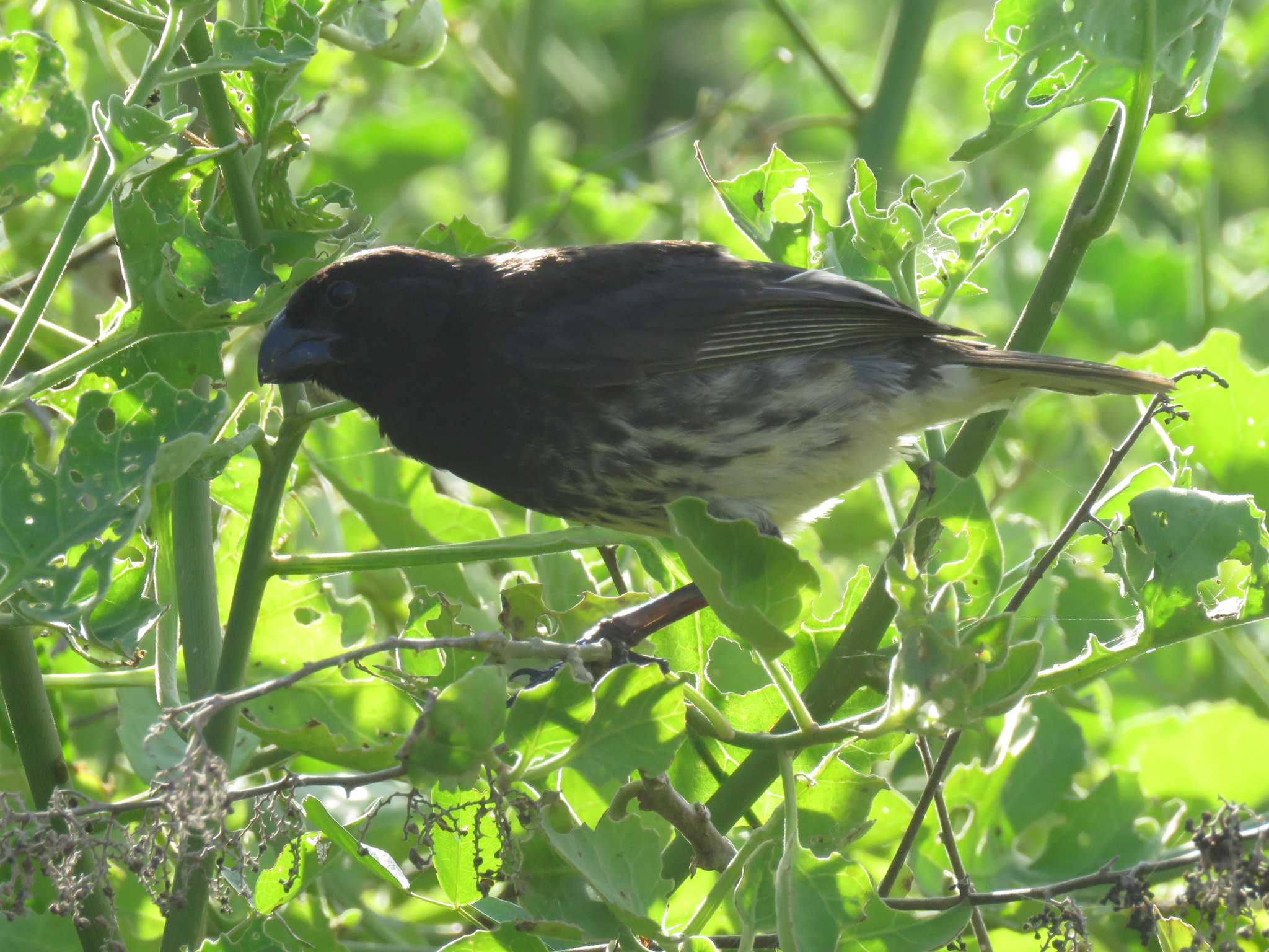 Vegetarian Finch (Platyspiza crassirostris), photo 3