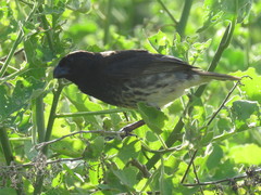 Platyspiza crassirostris