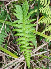 Athyrium oppositipennum
