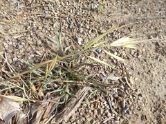 Bromus diandrus