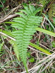 Athyrium oppositipennum