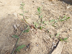Polygonum aviculare