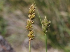Carex alma