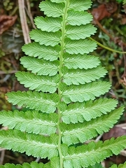 Athyrium oppositipennum