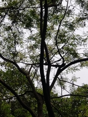 Adenanthera microsperma