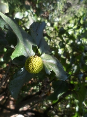 Podanthus ovatifolius