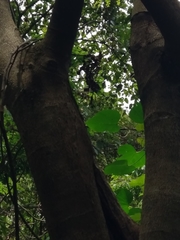 Adenanthera microsperma