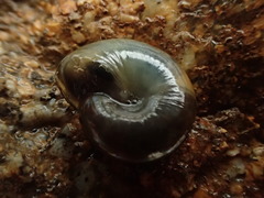 Morlina glabra