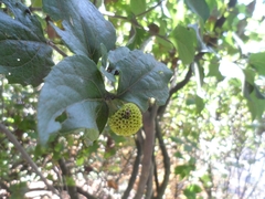 Podanthus ovatifolius