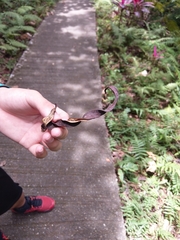 Adenanthera microsperma