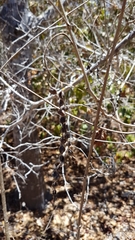 Piptadenia obliqua