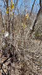 Piptadenia obliqua
