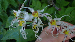 Oncidium cirrhosum