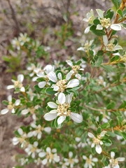 Spyridium spathulatum