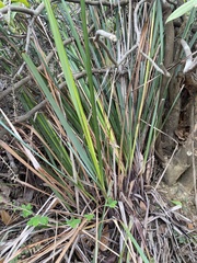 Typha orientalis