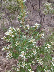 Spyridium spathulatum