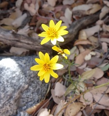 Coreocarpus arizonicus