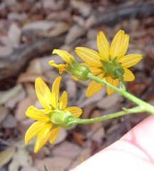 Coreocarpus arizonicus