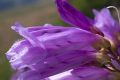 Penstemon barrettiae