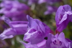Penstemon barrettiae