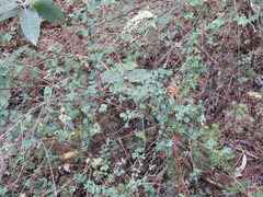 Symphoricarpos microphyllus