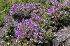 Penstemon barrettiae