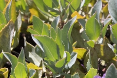 Penstemon barrettiae