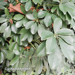 Heptapleurum arboricola