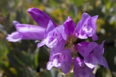 Penstemon barrettiae