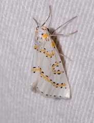 Philtraea paucimacula